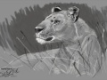 Sketch of the Lioness