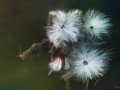 Dandelions Blowing in the Wind