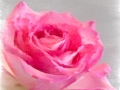 Pink Rose