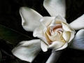 Gardenia