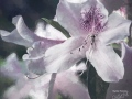 Painted White Azaleas