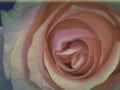 Painted Rose