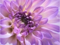 Purple Dahlia