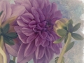 Chatting Dahlias