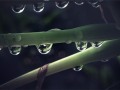 Raindrops on a Queen