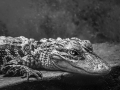 Alligator