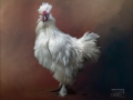 Fluffy Rooster