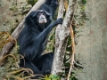 Siamang Ape