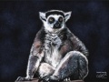 Ring Tailed Lemur