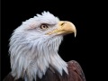 The Mighty Bald Eagle