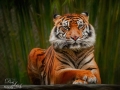 The Regal Tigress